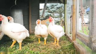 【69堂免费视频】清纯淫靡并存 被大鸡巴无套爆炒